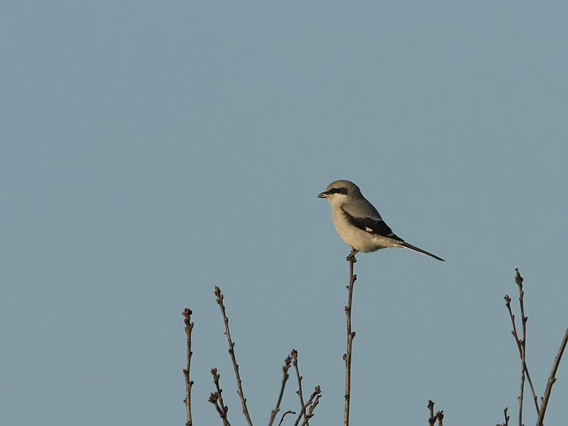 Lanius excubitor Klapekster Great Grey Shrike